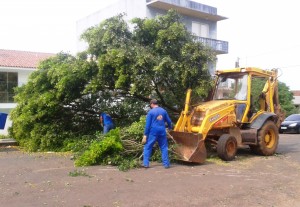 Funcionários da prefeitura trabalham na retirada da árvore que caiu hoje, na Rua Rui Barbosa Foto: Thiago Henrique