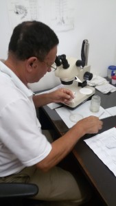 O laboratorista Edis Veloso analisa amostra de mosquitos. Foto: Luciane Volpatto