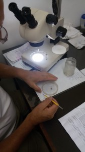Segundo o laboratorista Edis Veloso, o número de focos de mosquito aumenta todos os dias. Foto: Luciane Volpatto