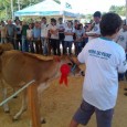 Na quarta-feira, 04, Taquaruçu do Sul teve como protagonistas vacas de várias raças e idades encantando o público da Feira do Peixe por meio da Mostra da Terneira, primeira edição […]