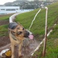 Não somos os únicos que sofremos, também é preciso ter cuidado com os cães e gatos no verão, as temperaturas sobem e eles também sofrem e precisam se adaptar ao […]