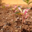 O curso de Engenharia Florestal em parceria com o curso de Agronomia está desenvolvendo um projeto de arborização, jardinagem e paisagismo no campus da UFSM/Frederico Westphalen e também em Palmeira […]