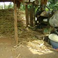 A COOPERTERESA (Cooperativa Canavieira Santa Teresa Ltda), localizada no interior de Campina das Missões, é uma cooperativa criada em 1998 pela união de pequenos agricultores. Começou inicialmente produzindo cachaça, e […]