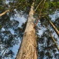 O município de Caibi, Santa Catarina, vem passando por problemas no meio rural devido à crescente cultura de eucaliptos que está substituindo a mata nativa e, ao mesmo tempo, interferindo […]