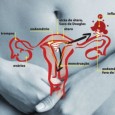 A endometriose é uma doença que atinge quase 10% das mulheres no mundo. Ela acaba incapacitando-as, muitas vezes, de realizarem tarefas cotidianas devido a fortes dores abdominais e cólicas no […]