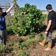 Os acadêmicos do 6º  semestre do curso de Agronomia da Universidade Federal de Santa Maria campus de Frederico Westphalen, realizou na tarde hoje o corte da erva Lippia Alba, sendo […]