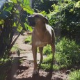 Buscando sempre trabalhar em prol da causa animal, e auxiliar pessoas que se propõe a ajudar animais em situações de abandono, a AMAA vem batalhando dia-a-dia para garantir boas condições […]